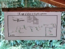 gibbon (09)